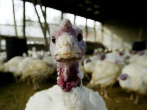 Does turkey really make you tired?