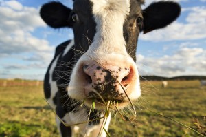 A dairy cow chews grass in a field. Photo by Tony C. French/Getty Images