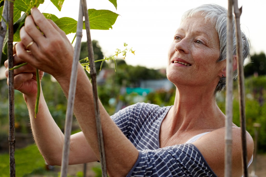 woman picking beans