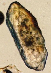 A light-optical microscope image of a zircon. Photo by Wikimedia user Chd