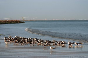 Texas oil spill threatens local businesses and wildlife