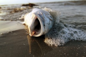 Twitter chat: What are the biggest threats to U.S. waters and marine life?
