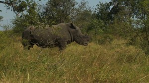 Rhino in Kruger National Park, South Africa