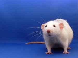 Federal ban sought for animal testing on cosmetics