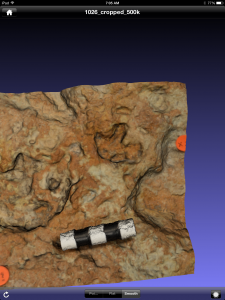 First steps of a baby Stegosaurus, captured in 3-D