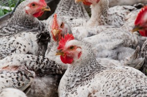 Egg producers shift as public demand for cage-free hens grows