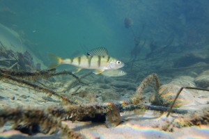 Fish exposed to anti-anxiety meds live longer, better lives