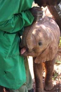 A baby elephant plays with a ranger at David Sheldrick Wildlife Trust in Nairobi National Park. Photo by Molly Raskin