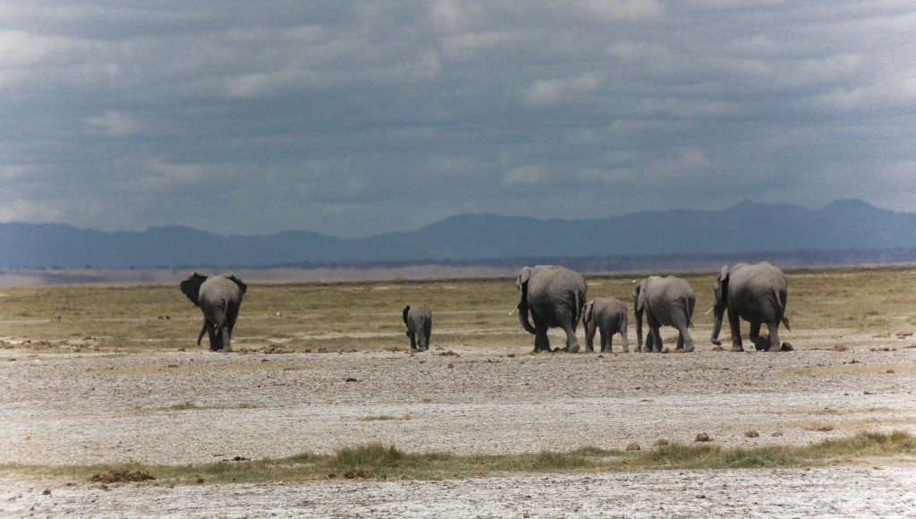 A herd of elephants wanders towards the mountains in southern Kenya. Photo by Molly Raskin