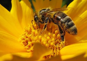 Why do honeybees die when they sting?