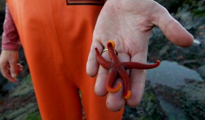 Can Alaska's waters be a respite for sick sea stars?