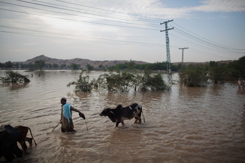Man leading buffalo down a flooded street. Photo by Daniel Berehulak/Getty Images