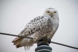 Why are snowy owls moving so far from their Arctic home? And where can I spot one?