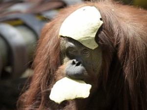 In landmark ruling, orangutan granted legal 'person' status in Argentina