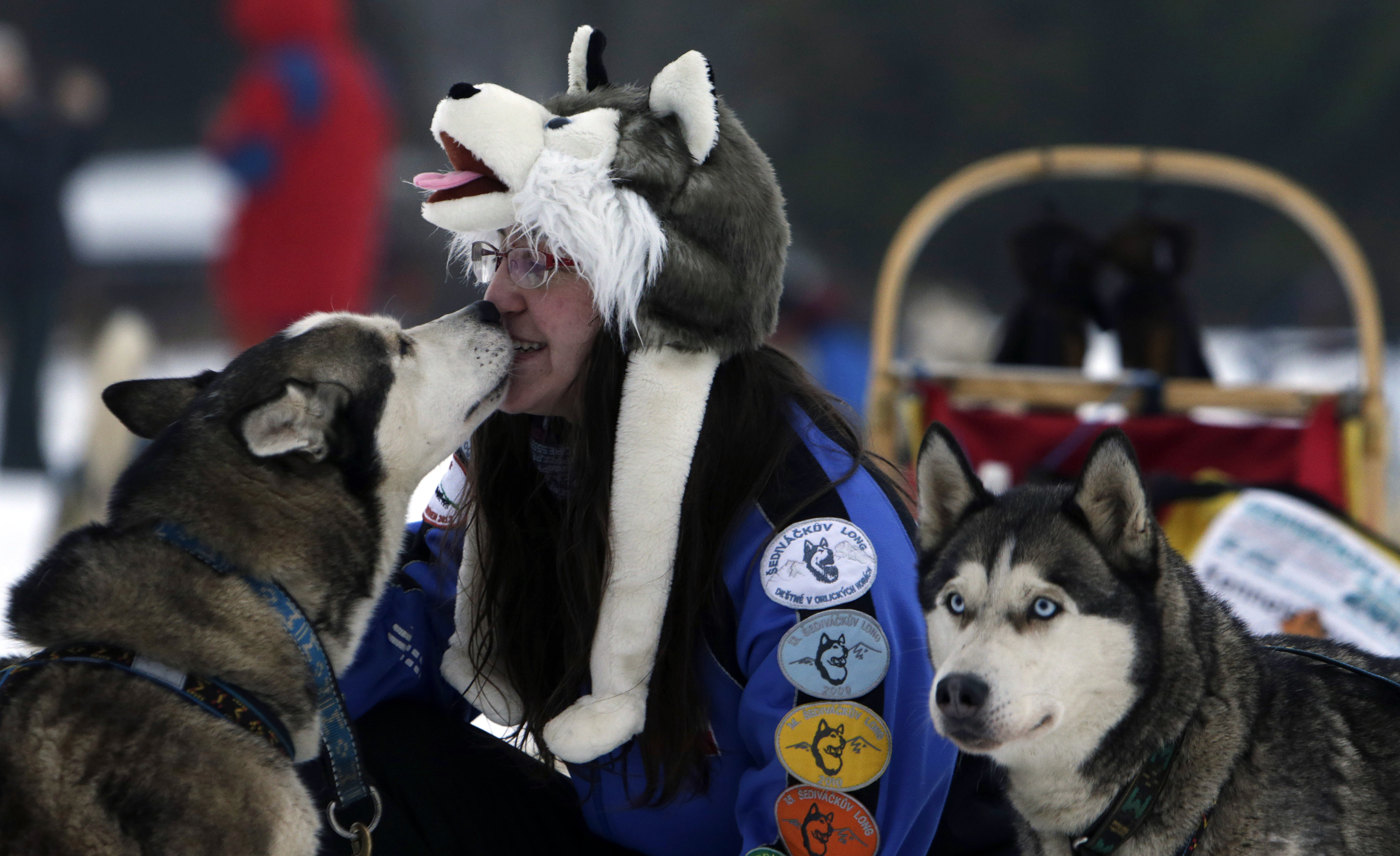 A musher greets his dog during a break in a stage of the Sedivackuv Long dog sled race in Destne v Orlickych horach January 22, 2015. Each year, racers from all over Europe arrive at the village of Destne in the Orlicke mountains in Czech Republic to take part in the race. Picture taken January 22, 2015. REUTERS/David W Cerny (CZECH REPUBLIC - Tags: ANIMALS SPORT) - RTR4MNKH