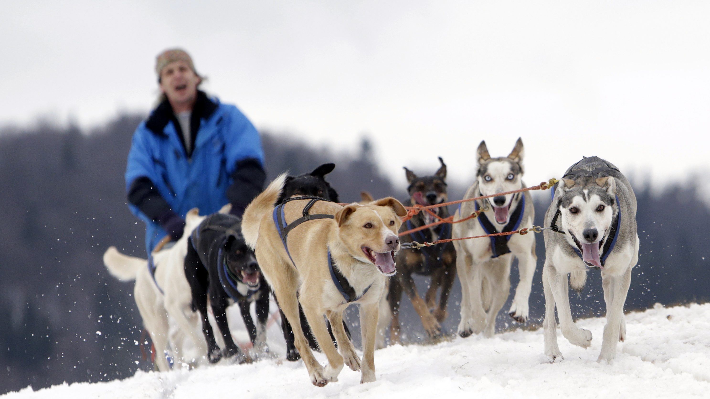 A musher rides his dog sled during a stage of the Sedivackuv Long dog sled race in Destne v Orlickych horach January 23, 2015. Each year, racers from all over Europe arrive at the village of Destne in the Orlicke mountains in Czech Republic to take part in the race . REUTERS/David W Cerny (CZECH REPUBLIC - Tags: ANIMALS SPORT TPX IMAGES OF THE DAY) - RTR4MNL4