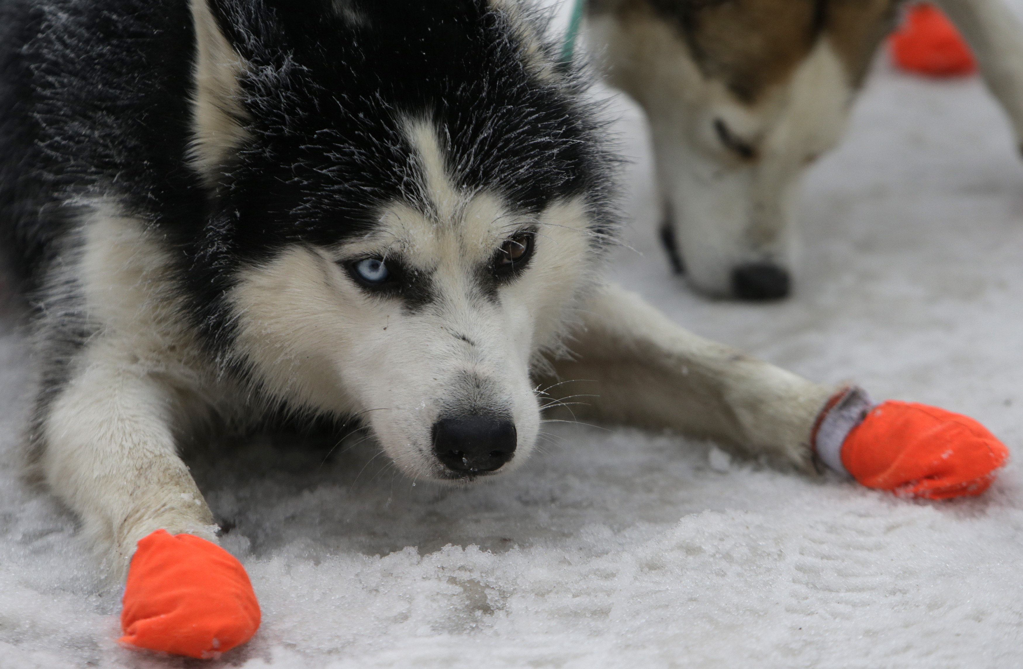 Dogs rest during the Sedivackuv Long dog sled race in Destne v Orlickych horach January 23, 2015. Each year, racers from all over Europe arrive at the village of Destne in the Orlicke mountains in Czech Republic to take part in the race.  REUTERS/David W Cerny (CZECH REPUBLIC  - Tags: ANIMALS SPORT) - RTR4MNLM