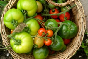 Twitter chat: Is sustainability part of a balanced diet?