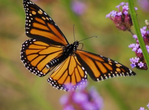 U.S. government pledges $3.2 million to save monarch butterfly