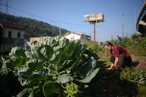 Here's the dirt on low-cost, less-water gardening in a drought