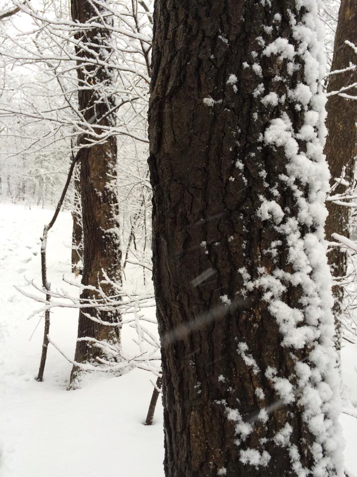 Photo taken in Old Bridge, New Jersey, by Ruth Kaufman-Fotis 