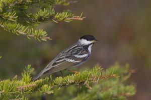 This tiny songbird flies Canada to Puerto Rico nonstop