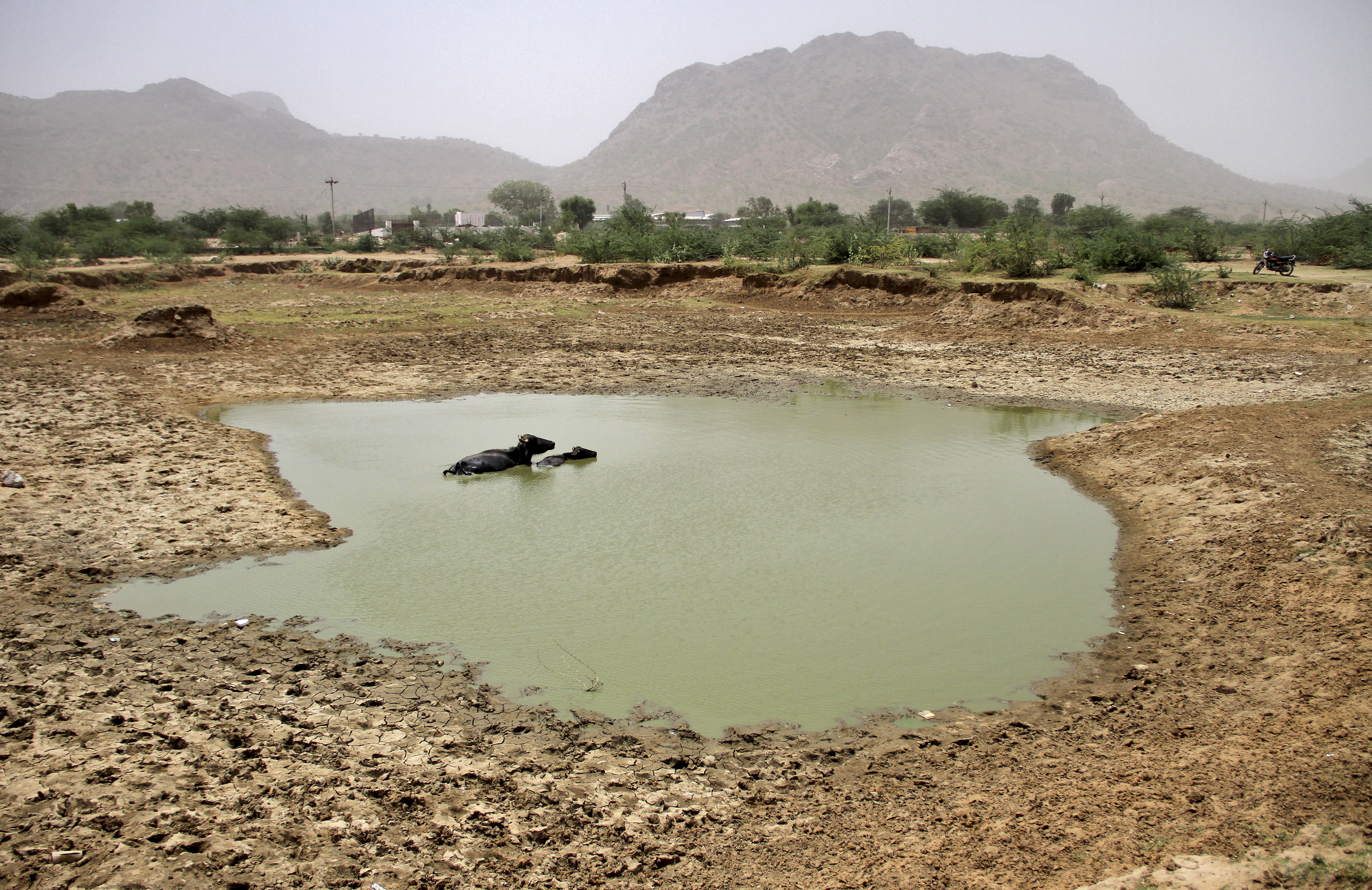 Buffaloes sit in a lake on a hot summer day near Ajmer, India, May 28, 2015. Photo by Himanshu Sharma/Reuters