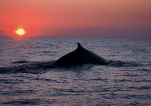 Could studying seawater saltiness be key to decoding the climate puzzle?