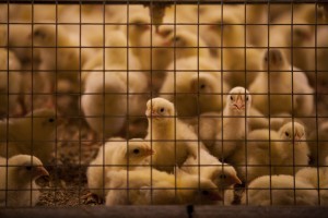 This chicken vaccine makes its virus more dangerous