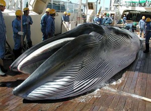 Study suggests Japan falsified whale hunting data during the 1960s