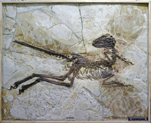 The fossil remains of Zhenyuanlong suni. Image by Junchang Lu