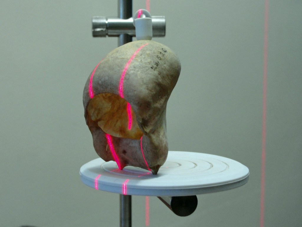 This photo is of a 3-D laser surface scanning of a howler monkey hyoid bone. Photo by Jacob Dunn
