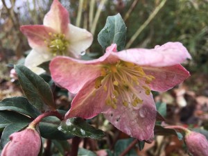 Think El Niño is weird now? Just wait for this summer