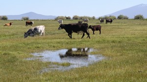Cattle graze in a heavily irrigated pasture near the Wood River, an upper tributary of the Klamath in the summer of 2013, before the government ordered irrigators along the Sprague, Wood, and Williamson rivers to shut down. Photo by Amelia Templeton/EarthFix
