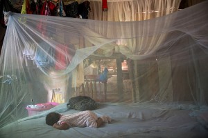 If you get chikungunya this summer, maybe blame El Niño