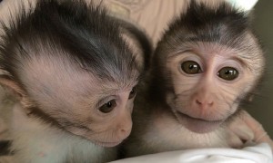 New mutant monkeys model the inheritance of autism