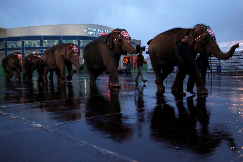 Elephants are led back to their tent following a performance at Ringling Bros and Barnum & Bailey Circus' "Circus Extreme" show at the Mohegan Sun Arena at Casey Plaza in Wilkes-Barre, Pennsylvania, U.S., April 29, 2016.  Photo by Andrew Kelly/Reuters
