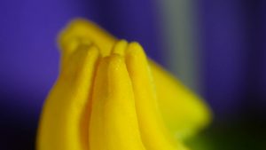 WATCH: Bees' buzz unlocks secret stash of pollen