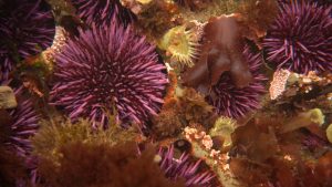 Watch sea urchins turn themselves inside out to be reborn