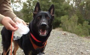 Inside the extraordinary nose of a search-and-rescue dog