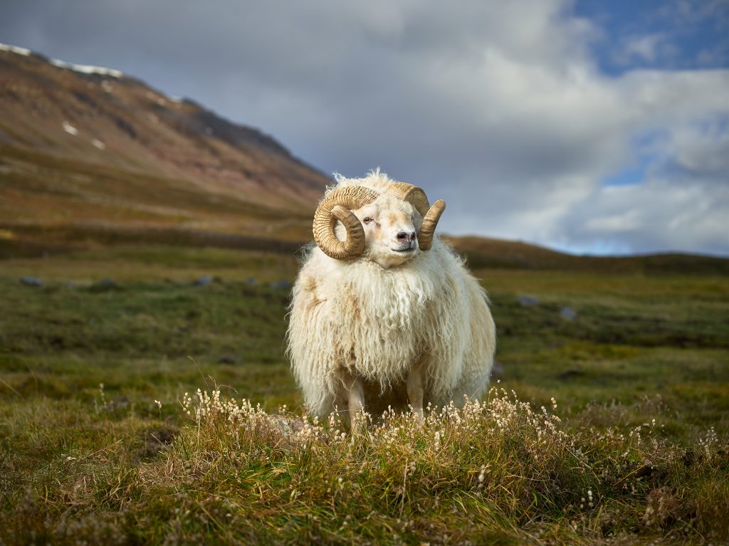 "Divine Animals: The Bovidae."  Photo by R.J. Kern.