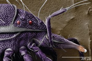 Meet the mite, the tiny bugs in your mattress, your tea and on your face