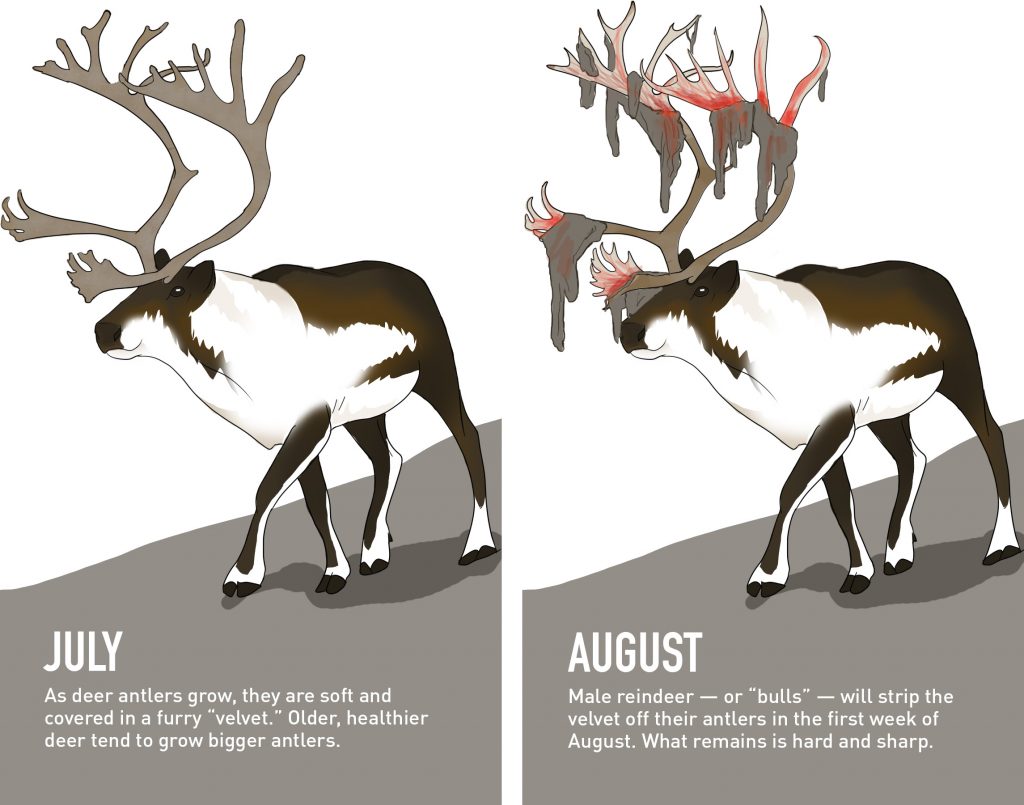 7 Things You Didn t Know About Reindeer PBS NewsHour Precision