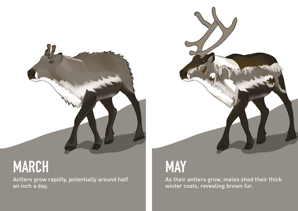 7 Things You Didn t Know About Reindeer PBS NewsHour Precision
