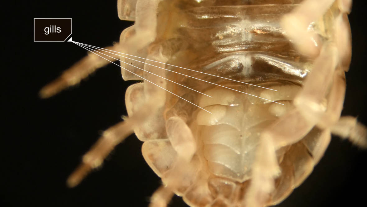Pill bugs emerged from the sea to conquer the Earth PBS News