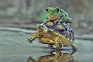 An Australian Green Tree frog sits on top of a sulcata tortoise walking by a reflective puddle.