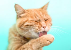 Ever wondered why your cat's tongue feels like sandpaper?