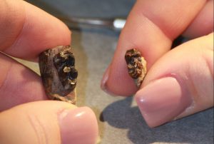 How global warming leads to tiny horses and other shrinking mammals