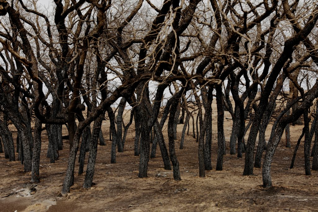 Scorched trees stand above pasture burned by wildfires near Higgins, Texas. Photo by REUTERS/Lucas Jackson.