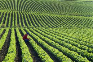 Farmer checks soybean crop in midsummer. Photo by Ryan/Beyer/via Getty Images